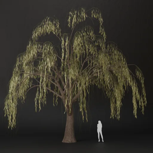 SJ-Echo of Branches