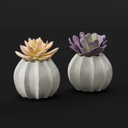 Succulent Ceramic Duo