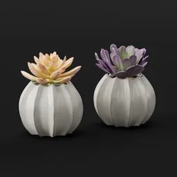 Succulent Ceramic Duo