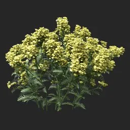Golden Yellow Clustered Flowering Plant