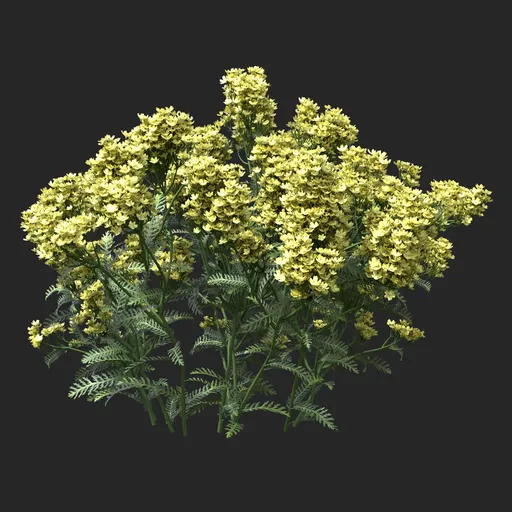 Golden Yellow Clustered Flowering Plant