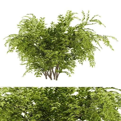 simple bush plant