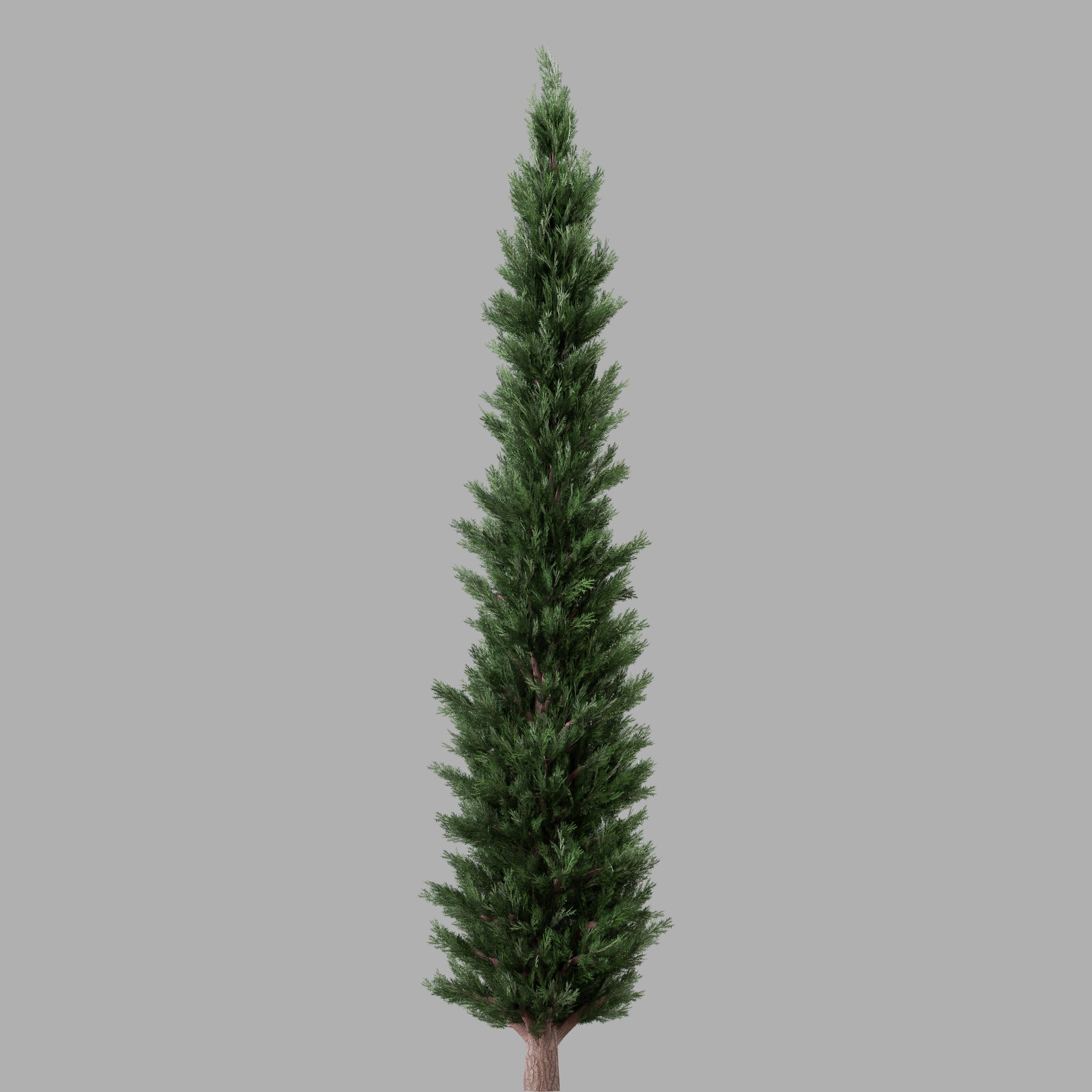 Cypress B | Tree Models | BlenderKit