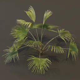 Chinese Palm Med Var