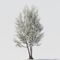 Tree 04