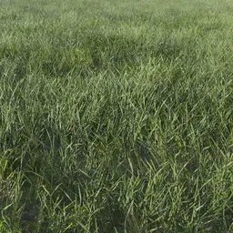 Grass Generic Small Cluster