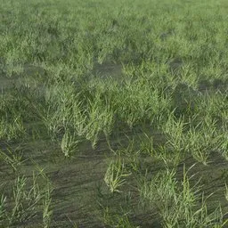 Grass Generic Small Patch