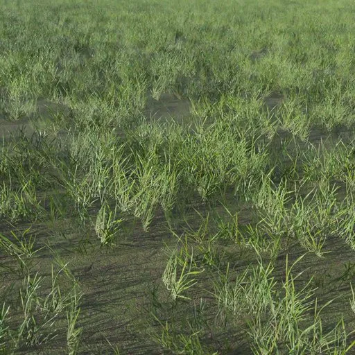 Grass Generic Small Patch