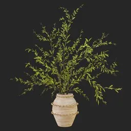 Decorative Plant
