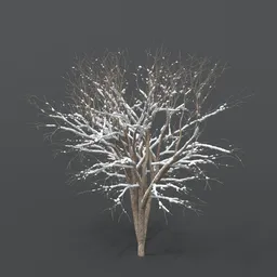 Tree With Snow