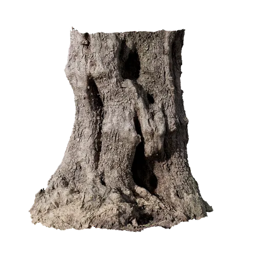 Olea europaea Trunk