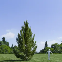 Pinus Flexilis Vanderwolf Pyramid