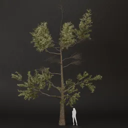 SJ-Emerald Trail Pine Tree