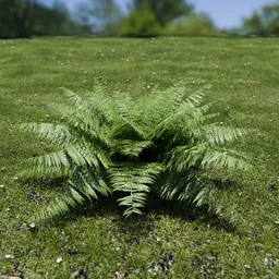 Ostrich Fern