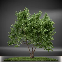 Tree Vine Maple Animated