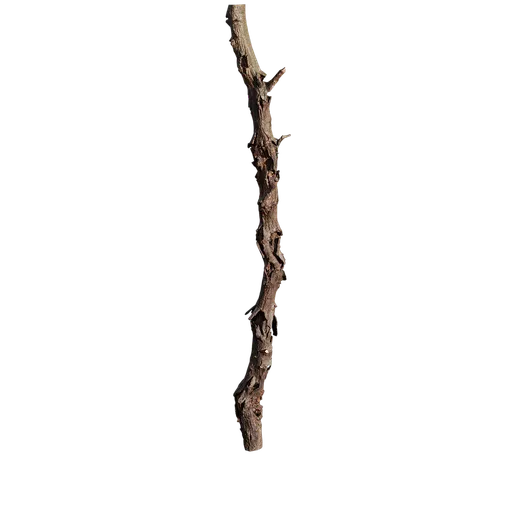 Quercus acuta Trunk