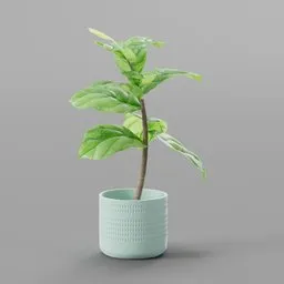 Realistic Blender 3D model of a potted Fiddle Leaf Fig, perfect for indoor nature scenes.