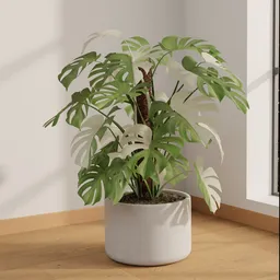 Monstera Albo Halfmoon
