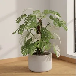 Monstera Albo Halfmoon