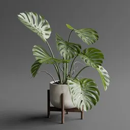 Monstera Deliciosa Potted Plant