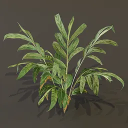 Alpania Galanga Large