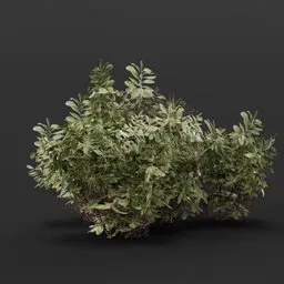 Realistic 3D model of a medium sparse button bush, suitable for virtual gardens, urban, and forest scenes, presented in Blender 3D format.