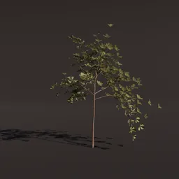 Detailed 3D model of a small American Alder tree, optimized for Blender rendering.