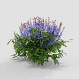 Realistic 3D Salvia Nemorosa plant model with vibrant purple flowers and green leaves for Blender rendering.