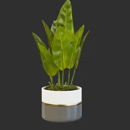 Potted Banana Leaf