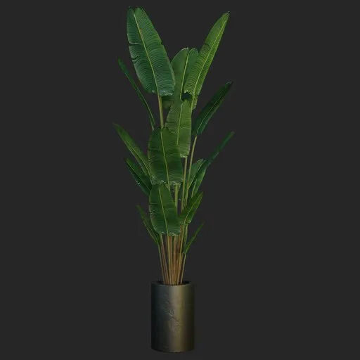 Banana leaf apartment plant