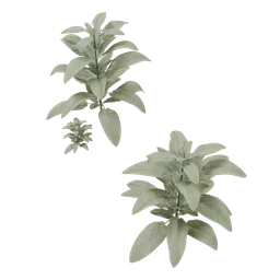 Outdoor Small Plant