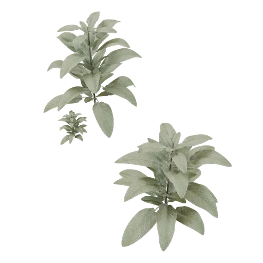 Outdoor Small Plant