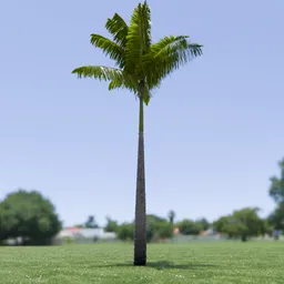 Imperial Palm Tree Animated