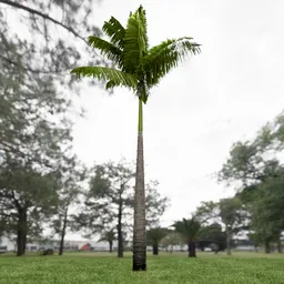 Imperial Palm Tree Animated