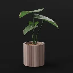 Elephant Ear Taro Sap Potted