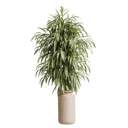 Ficus Binnendijkii Alii Maclellandii4