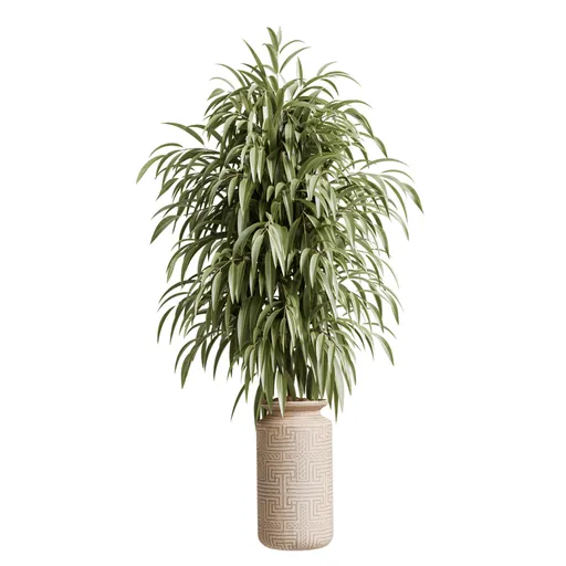 Ficus Binnendijkii Alii Maclellandii4