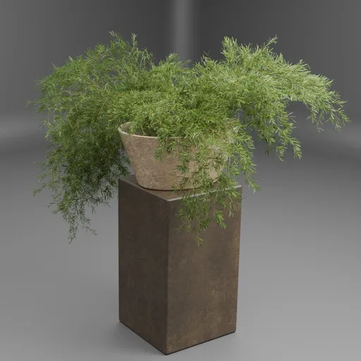 Potted Bamboo Plant