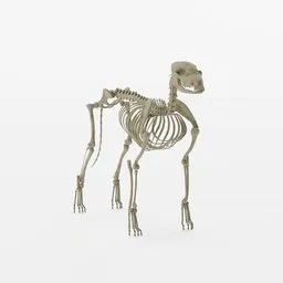 "Get a realistic and detailed 3D model of a dog skeleton for Blender 3D. Perfect for anatomical study and artistic projects. Available in the 'skeleton' category from BlenderKit."