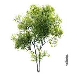 Real Tree Acer Saccharinum Summer