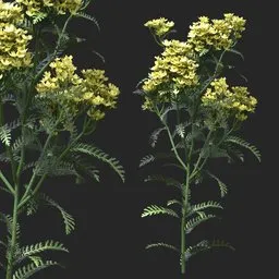 Golden Yellow Clustered Flowering Plant