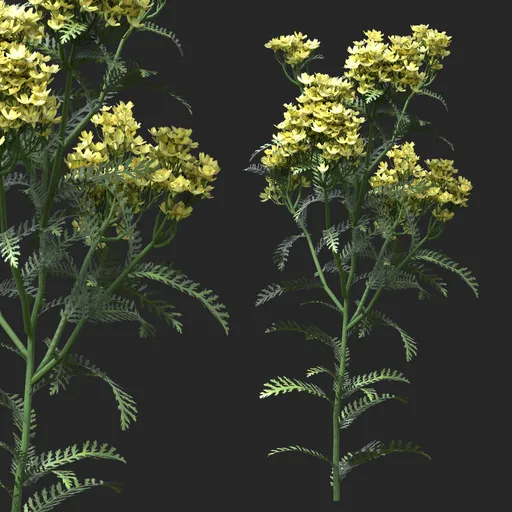 Golden Yellow Clustered Flowering Plant
