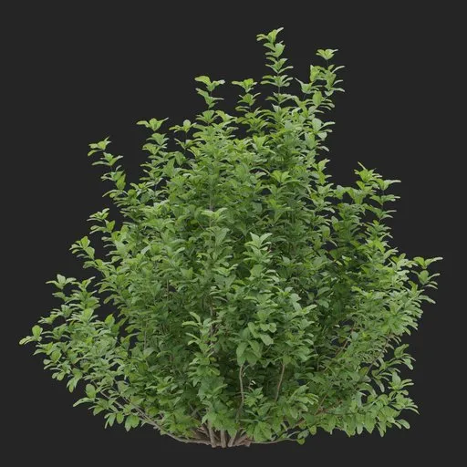 Simple Bush plant