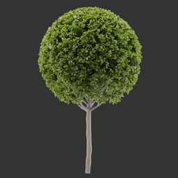 Topiary Tree