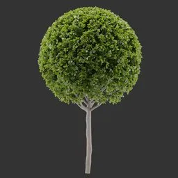 Topiary Tree Plant