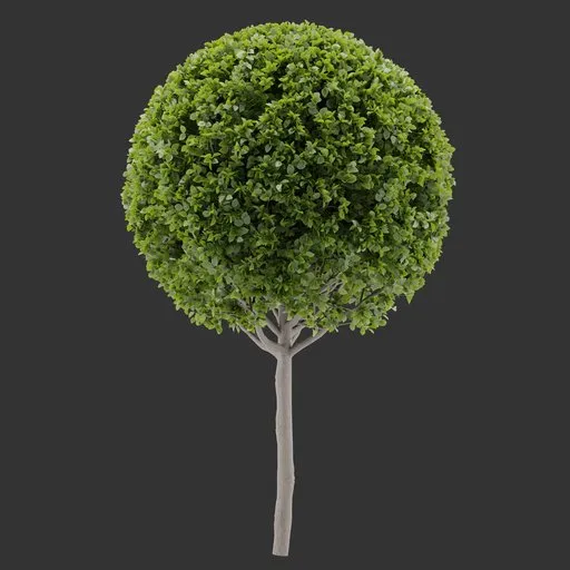 Topiary Tree Plant