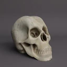 Bone Skull