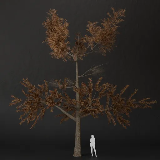 SJ-Silent Grove Pine Tree