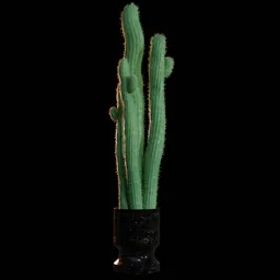 Realistic Cactus