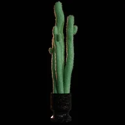 Realistic Cactus